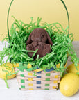 Adorable Lop Rabbit