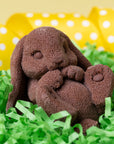 Adorable Lop Rabbit